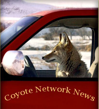 2012-coyote