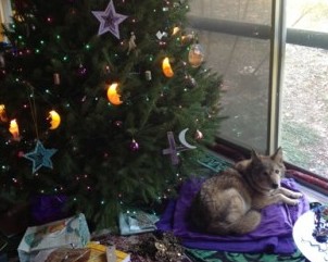 Stella under tree